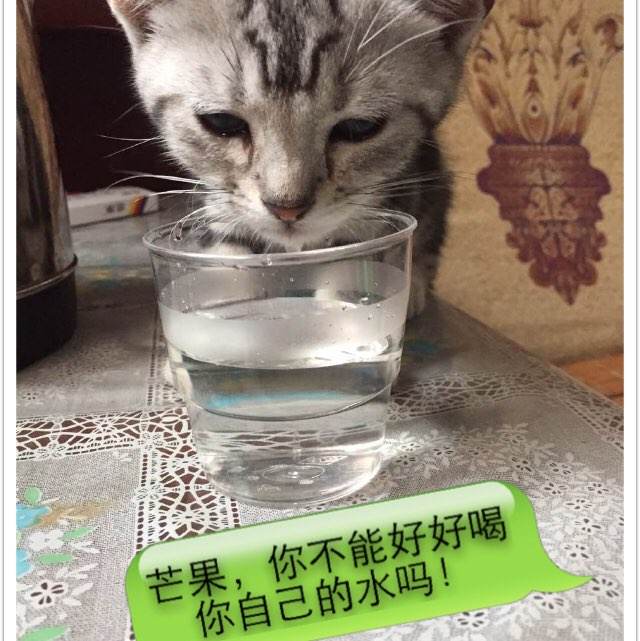 马德里卡洛斯三世大学理工科文凭证书